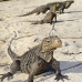 iguana_cuban_jar_v_1930_cub5043.jpg